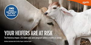 Pestivirus 23 Fewer Cows were Pregnant brochure