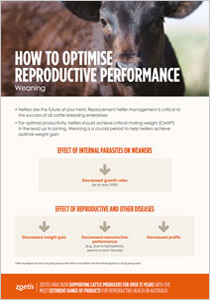 optimise reproductive performance weaningb